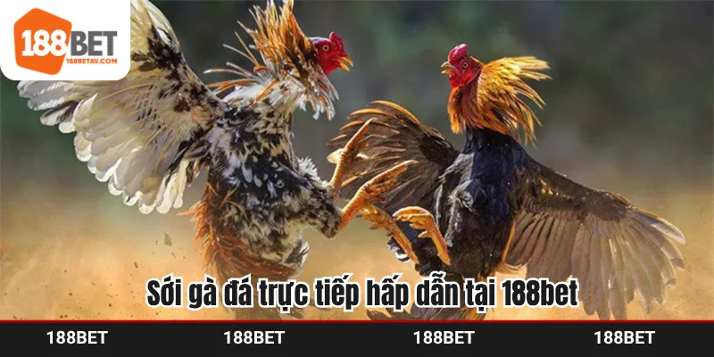 Sới gà đá trực tiếp hấp dẫn tại 188bet